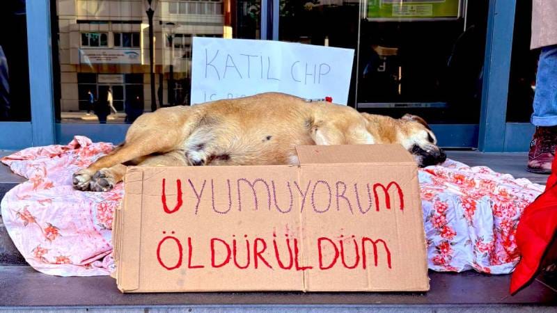 Çankaya’da Hayvan Toplama Çalışması Sırasında Bir Köpek Hayatını Kaybetti